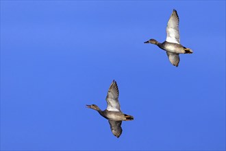 Gadwall, (Anas strepera), Mareca strepera, two ducks in flight, Wagbachniederung, Waghausel,