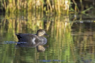 Gadwall, (Anas strepera), Mareca strepera, Wagbachniederung, Baden-Württemberg, Federal Republic of