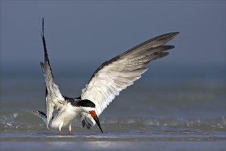 American scissorsbill foraging, (ynchops niger), Ft. De Soto Park, St. Petersburg, Florida, USA,