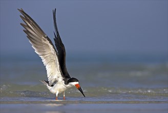 American scissorsbill foraging, (ynchops niger), Ft. De Soto Park, St. Petersburg, Florida, USA,