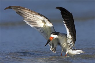 American scissorsbill foraging, (ynchops niger), Ft. De Soto Park, St. Petersburg, Florida, USA,