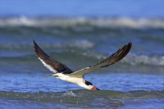 American scissorsbill foraging, (ynchops niger), Ft. De Soto Park, St. Petersburg, Florida, USA,