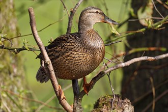 Mallard (Anas platyrhynchos), duck standing on a branch, female, Schleswig-Holstein, Germany,