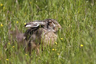 European hare (Lepus europaeus) sitting in a meadow, Schleswig-Holstein, Germany, Europe
