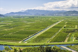 Orchards in the Neretva Delta, Dalmatia, Croatia, Europe