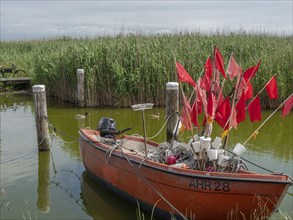 A boat with red flags lies in the water on a jetty, surrounded by tall green reeds, ahrenshoop,