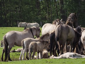 A group of horses and foals in a meadow in front of a forest, a natural and peaceful scene,