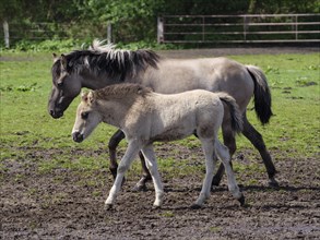 A foal and its mother walking together on a green pasture, merfeld, münsterland, germany