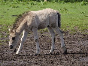 A foal walks across a partly muddy meadow looking for food, merfeld, münsterland, germany