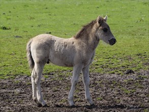 A young foal stands in a meadow with slightly muddy ground, merfeld, münsterland, germany