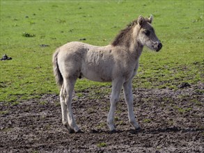 A foal stands attentively on a green meadow, merfeld, münsterland, germany