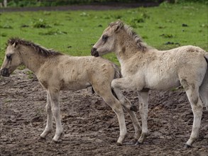 Two foals in a meadow, one seems to nudge the other playfully, merfeld, münsterland, germany