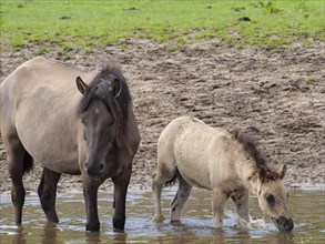 A foal and a mother horse standing in the water, both drinking or searching, merfeld, münsterland,