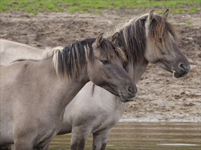 Close-up of two horses with brown and beige males in a natural environment, merfeld, münsterland,