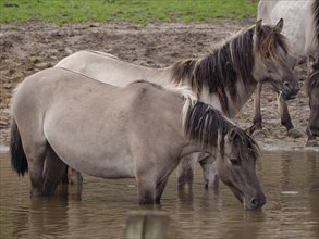 Two wild horses standing in the water and drinking, in a natural pasture landscape, merfeld,