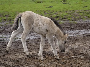 A foal sniffs the muddy ground of a meadow, merfeld, münsterland, germany