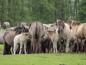 A group of horses standing together on a green meadow in front of a forest, merfeld, münsterland,