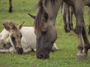 A foal lies in the meadow next to a mare grazing peacefully, merfeld, münsterland, germany