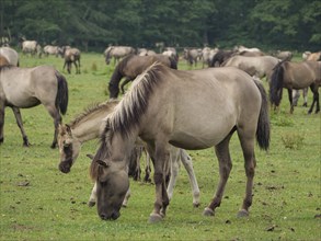 A foal and a mare graze next to each other on a green meadow, merfeld, münsterland, germany