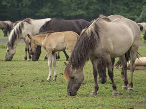 Horses and foals graze peacefully in a green meadow, surrounded by a forest, merfeld, münsterland,