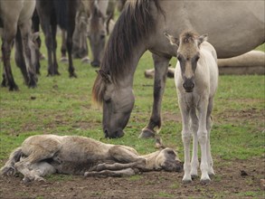 A foal stands next to another foal lying on the grass while a horse grazes nearby, merfeld,