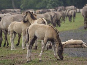 Several foals and horses in a large herd grazing together in a spacious meadow, merfeld,