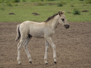A single foal stands in a field and looks into the distance, merfeld, münsterland, germany