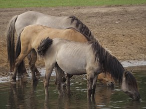 Three horses drinking at a water bank on a pasture, merfeld, münsterland, germany