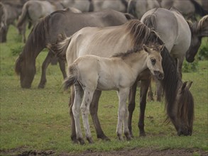 A foal stands close to its mother in a green pasture, merfeld, münsterland, germany
