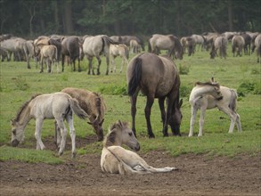 Several foals and horses grazing and resting on a green pasture, merfeld, münsterland, germany