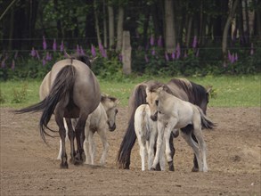 Horses and foals stand in a meadow at the edge of a forest, purple flowers decorate the background,