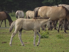 A foal walks alone across a green meadow, surrounded by a herd of horses, merfeld, münsterland,