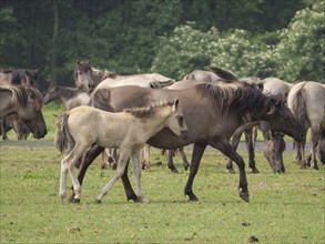 A foal walks next to an adult horse surrounded by a herd in the meadow, merfeld, münsterland,