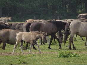Foals and adult horses walking together on a green meadow in the countryside, merfeld, münsterland,