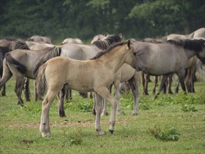 A young foal is in a meadow in the middle of a herd of horses, merfeld, münsterland, germany