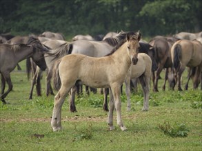 A foal stands on a green meadow, surrounded by a herd of horses in the countryside, merfeld,