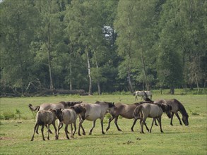 Group of horses grazing in a meadow in front of a dense forest, merfeld, münsterland, germany