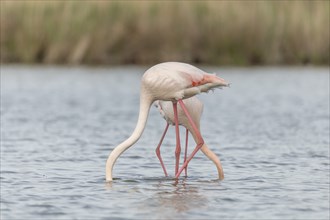 Two flamingos (Phoenicopterus roseus) eating in a pond in a nature reserve. Saintes Maries de la