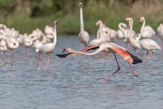 Flamingo (Phoenicopterus roseus) jumping out of a pond. Saintes Maries de la Mer, Parc naturel