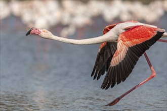 Flamingo (Phoenicopterus roseus) jumping out of a pond. Saintes Maries de la Mer, Parc naturel