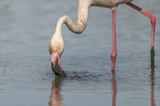 Flamingo (Phoenicopterus roseus) eating in a pond in a nature reserve. Saintes Maries de la Mer,