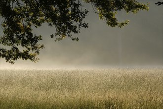 Summer morning atmosphere, morning fog, Germany, Europe