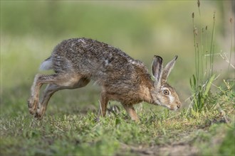 European hare (Lepus europaeus) Brown hare in motion hopping in a meadow. Kaiserstuhl, Freiburg im