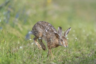 European hare (Lepus europaeus) Brown hare in motion hopping in a meadow. Kaiserstuhl, Freiburg im