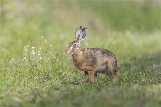 European hare (Lepus europaeus) Brown hare in motion hopping in a meadow. Kaiserstuhl, Freiburg im