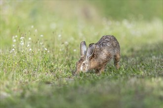 European hare (Lepus europaeus) Brown hare smelling odours on the ground in a meadow. Kaiserstuhl,