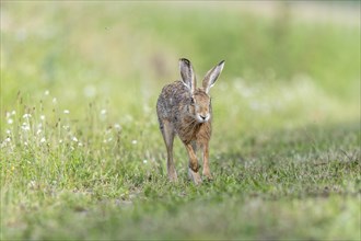 European hare (Lepus europaeus) Brown hare in motion hopping in a meadow. Kaiserstuhl, Freiburg im