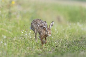 European hare (Lepus europaeus) Brown hare in motion hopping in a meadow. Kaiserstuhl, Freiburg im