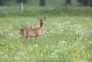 Young european roe deer (Capreolus capreolus) standing in a meadow with yellow and white flowers,