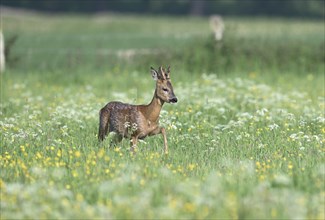 Young european roe deer (Capreolus capreolus) running in a meadow with yellow and white flowers,